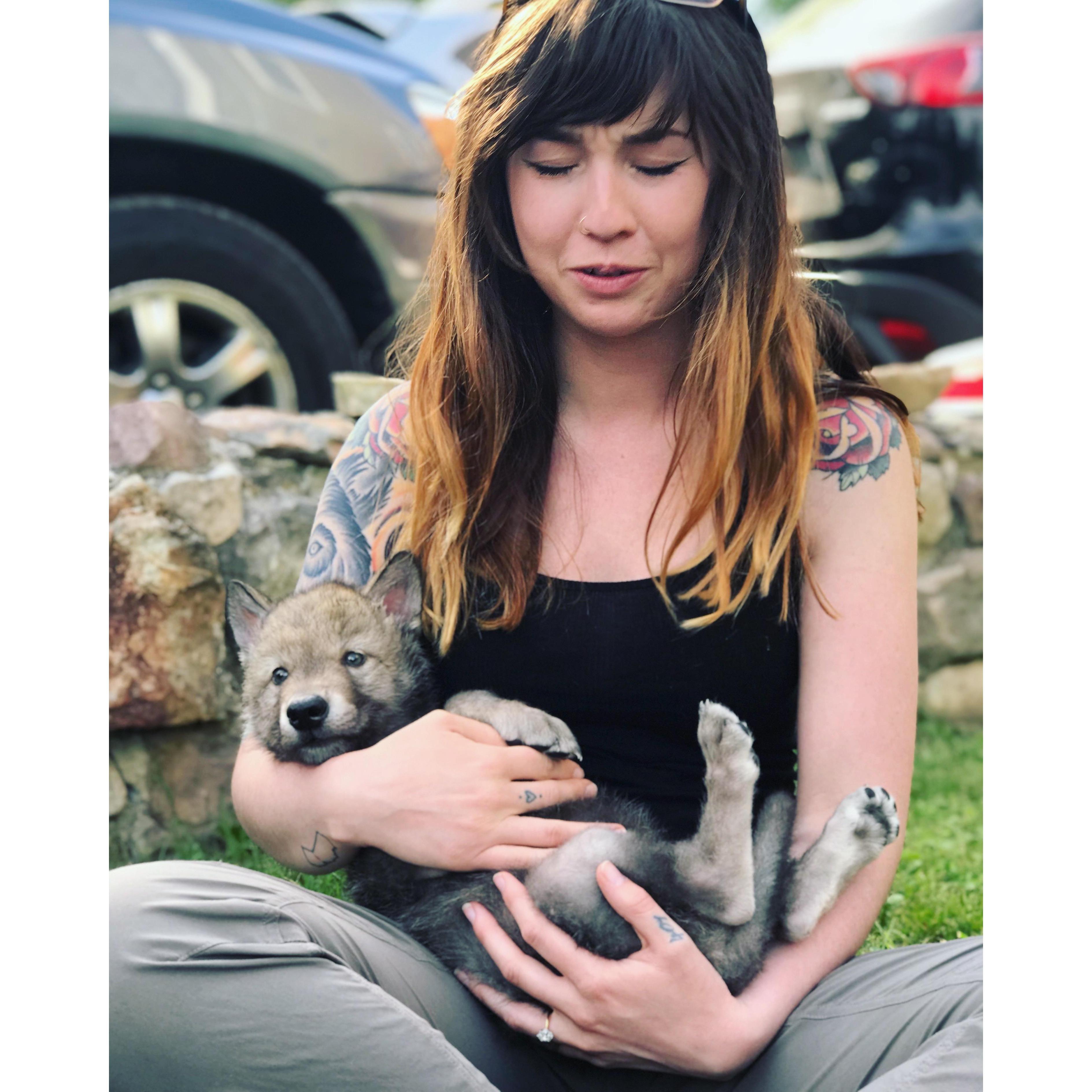 meeting the baby wolves for the first time