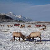 National Elk Refuge Sleigh Rides