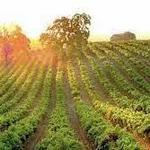 WINE TASTING