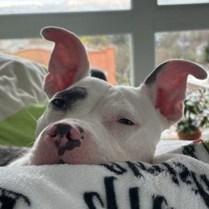 Second Dog Fund
