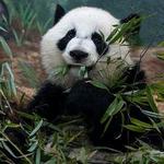 Zoo Atlanta