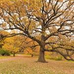 The Morton Arboretum