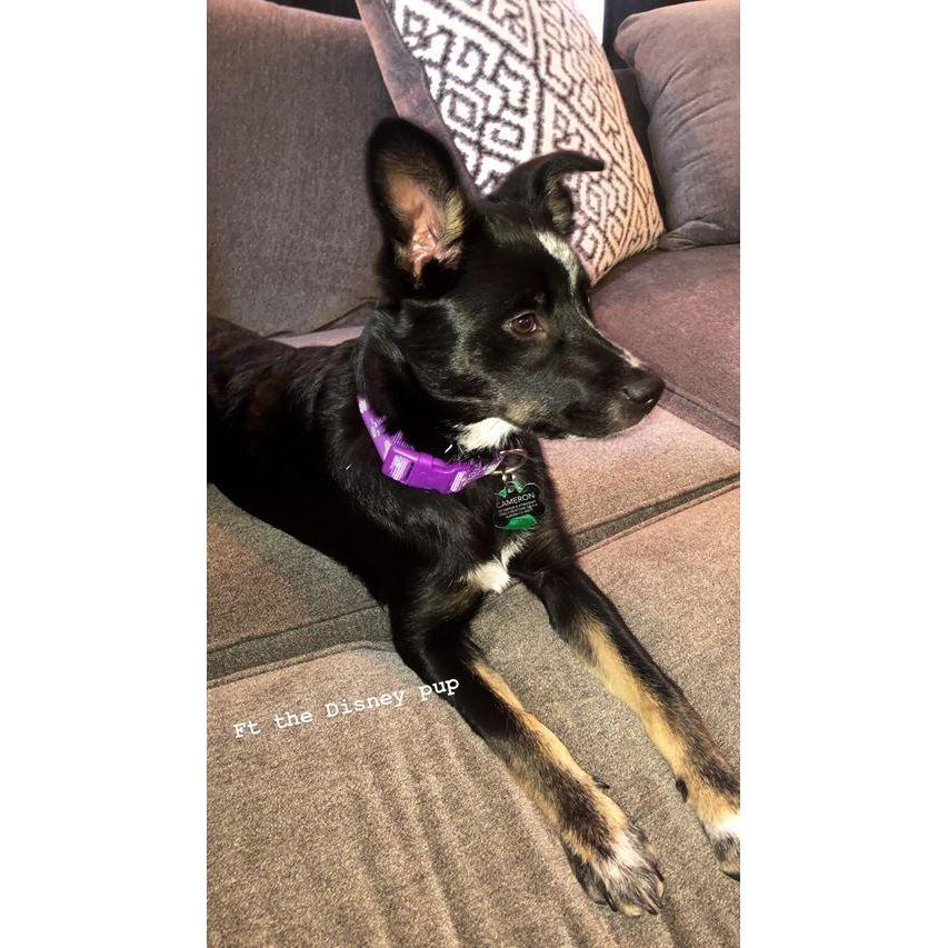 Our "Disney" pup.