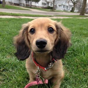 Puppy Fund