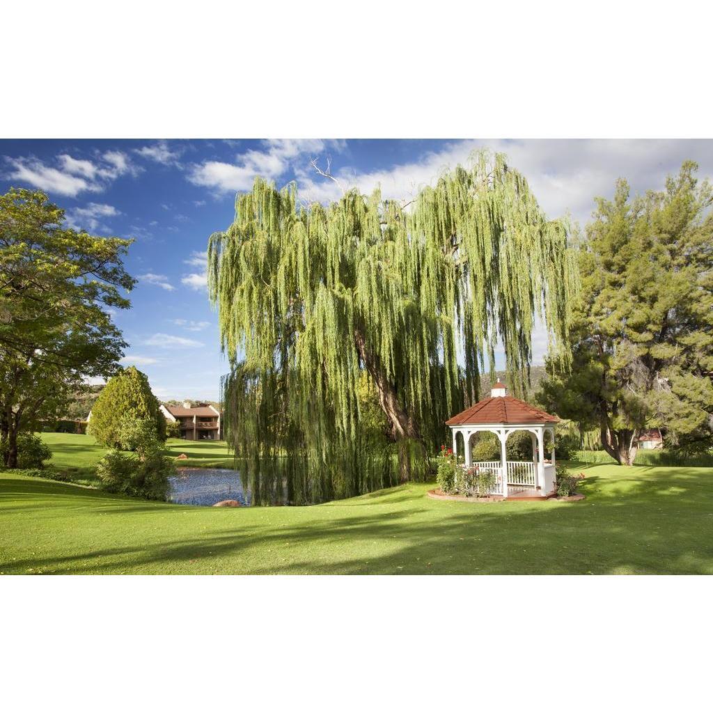 Ceremony will be on this lawn