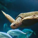 South Carolina Aquarium