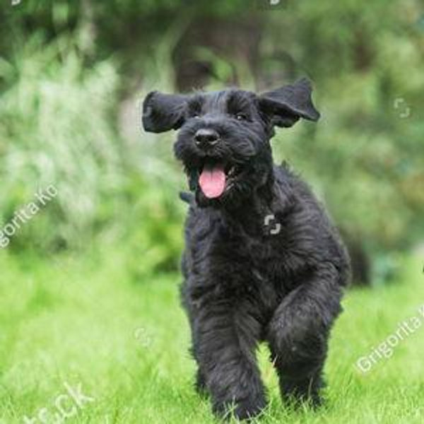 Our New Puppy