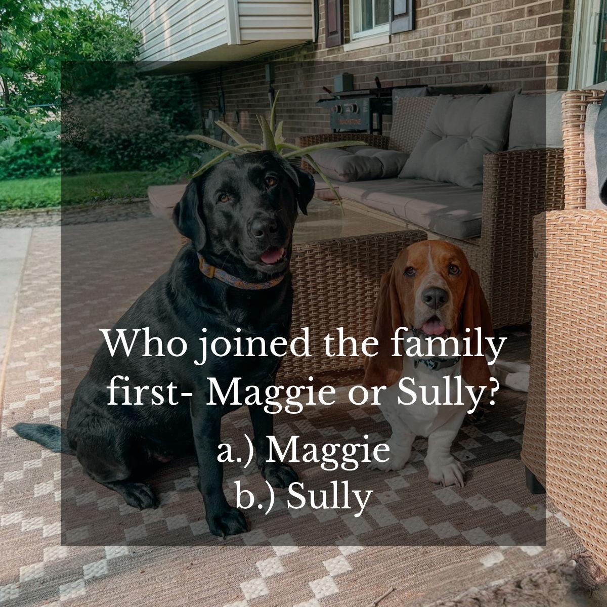 a.) Maggie- Maggie came first, and Sully joined our family shortly after Ashlyn moved in!