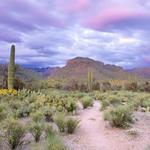 Sabino Canyon