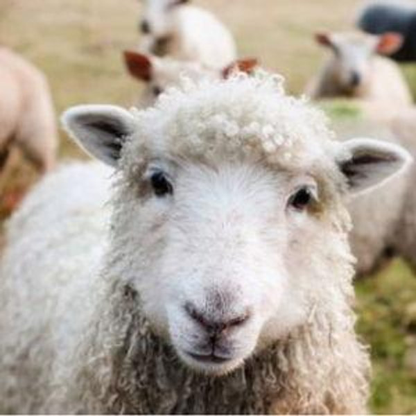 New Zealand Farmstay