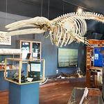 The Whale Museum