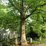 Tree That Owns Itself