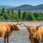 Cairngorms National Park (Scottish Highlands)