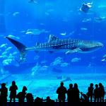 Georgia Aquarium