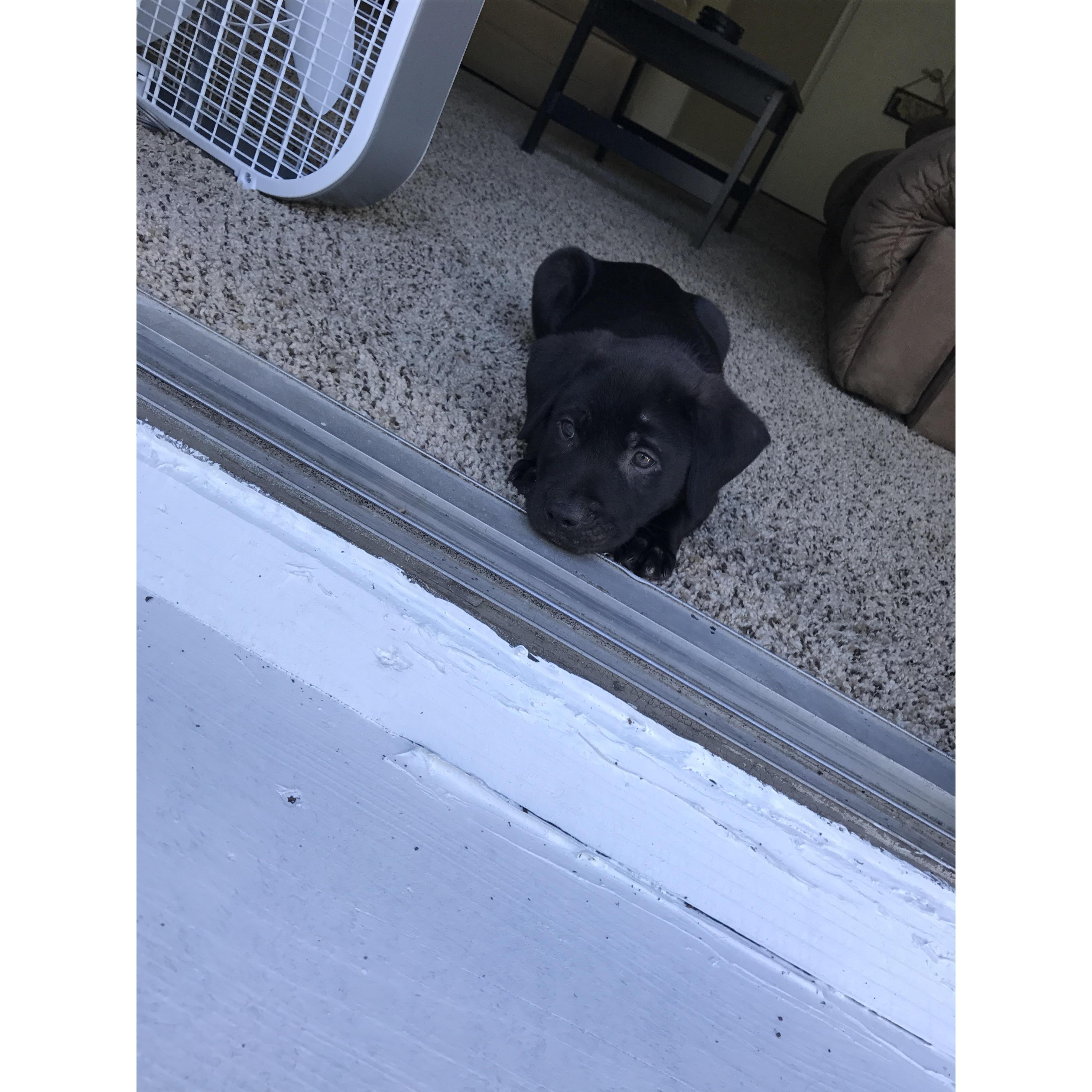 Baby Grizzly 2017