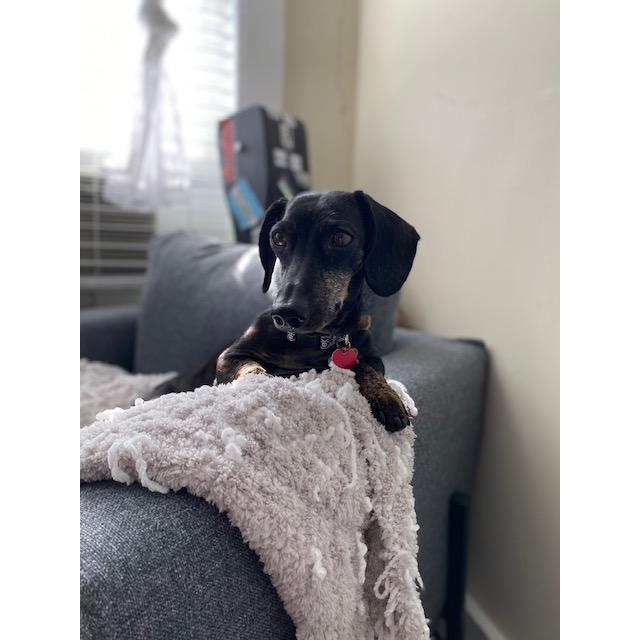 Maxx settled right in to living with us and he's been on every adventure ever since!