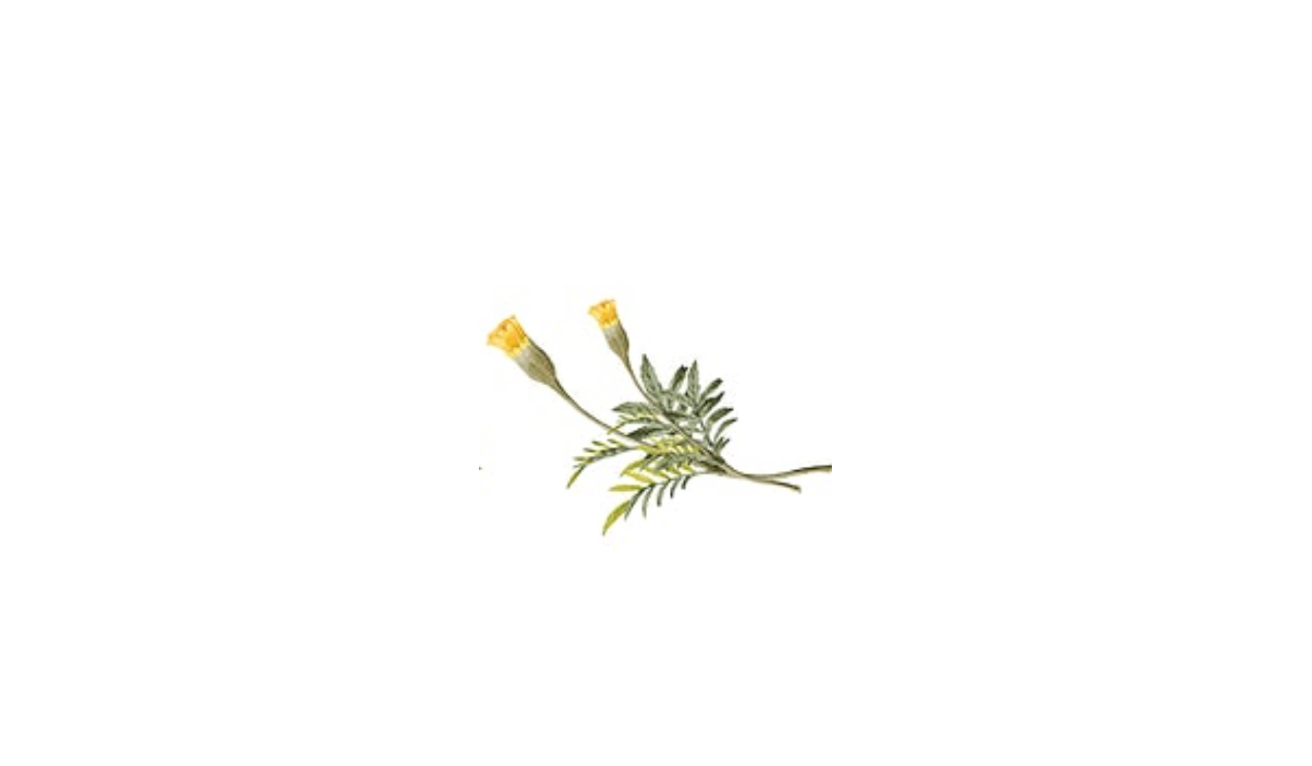 Footer image