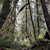 Olympic National Park