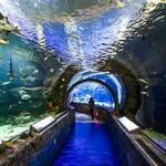 SEA LIFE at Mall of America