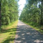 Tammany Trace