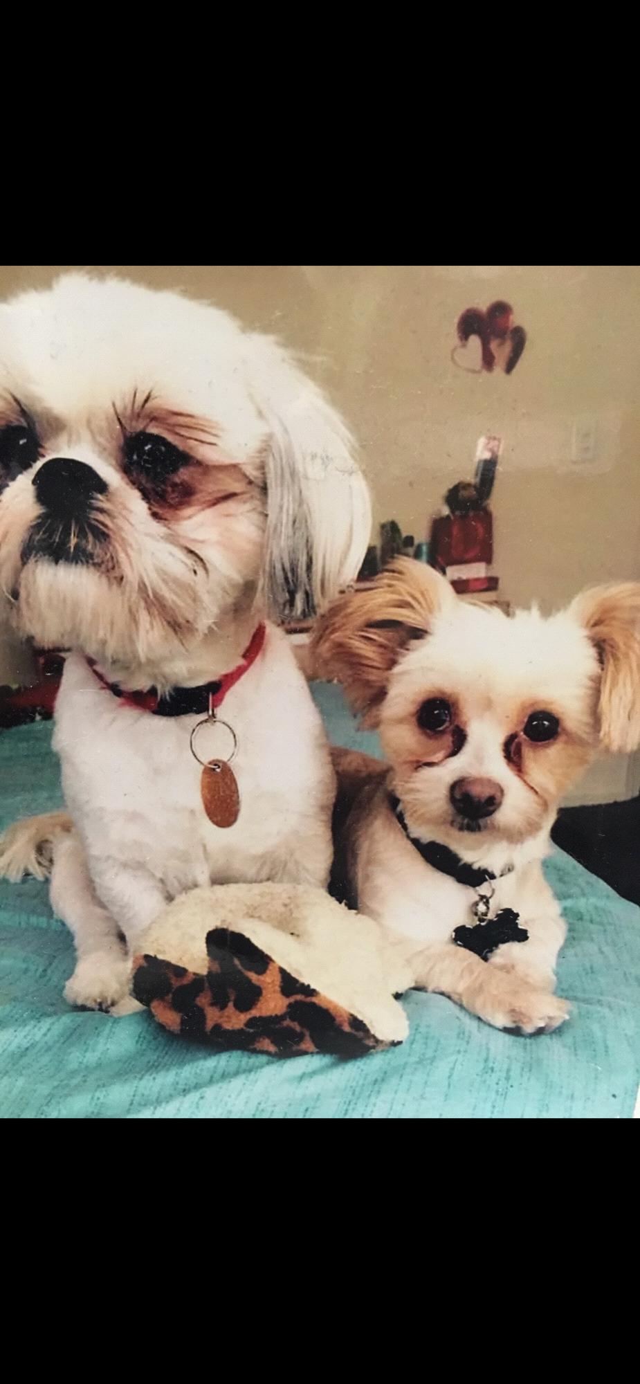 Our babies Caneo and Akoo