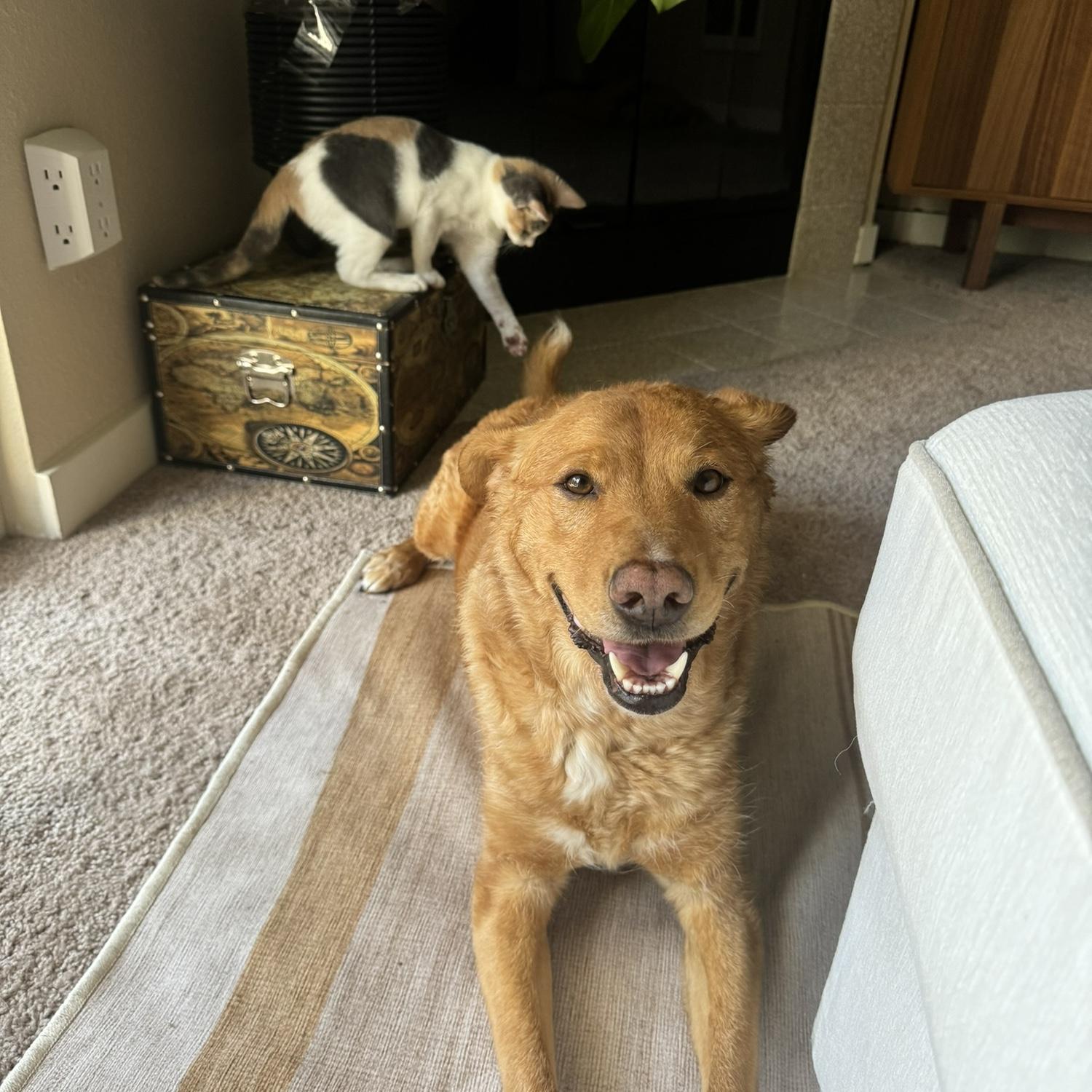 If you were wondering, the Honey Buns and Nilla were besties.