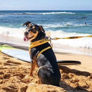 Shelter Dog Field Trip through the Kaua'i Humane Society