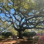 Congo Square
