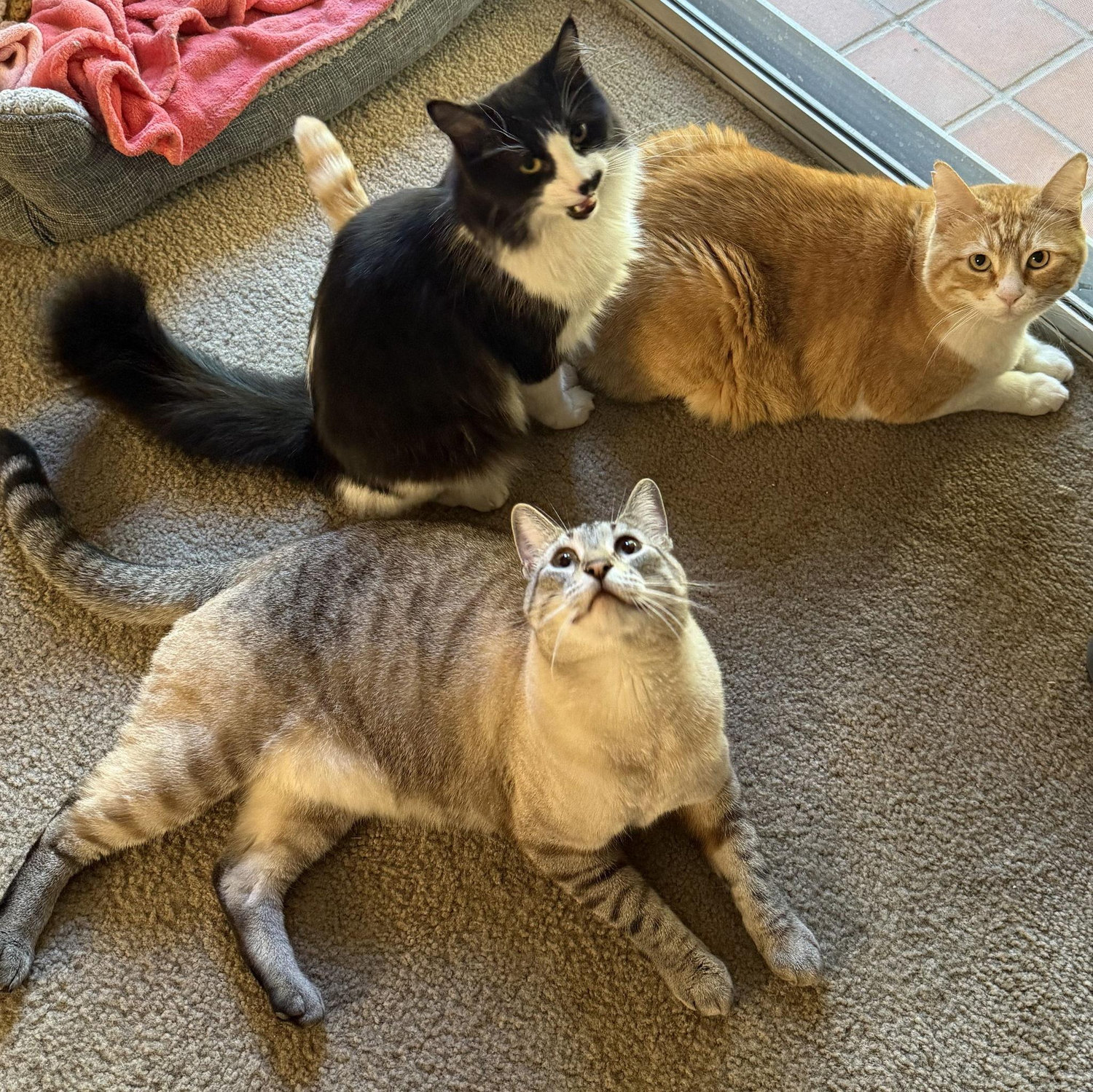 Bruno (orange), Marble (tuxedo), and Chai (dorky)
