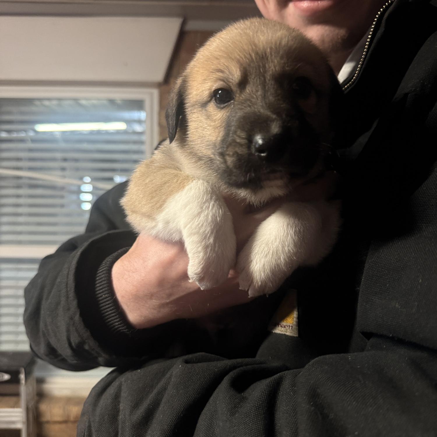 The day we met our favorite boy in the whole world—our pride and joy, Hank!