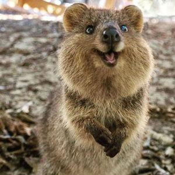 Australia Zoo & Meet the Quokkas Honeymoon Fund!