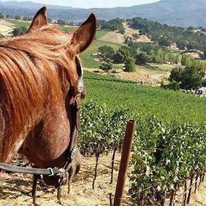 Trail Ride + Wine Tasting