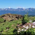 Shrine Ridge Trail Hike
