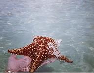Starfish Point