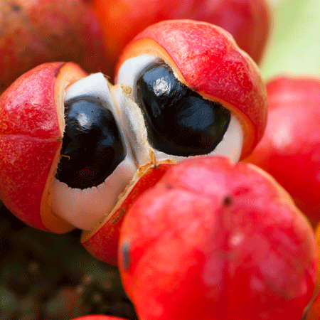 Guarana Bush