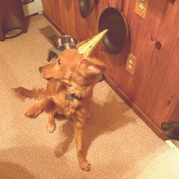 Our Golden Retriever Fund