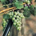 Nostrano Vineyards