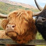 The Highland Coos ("Cows")