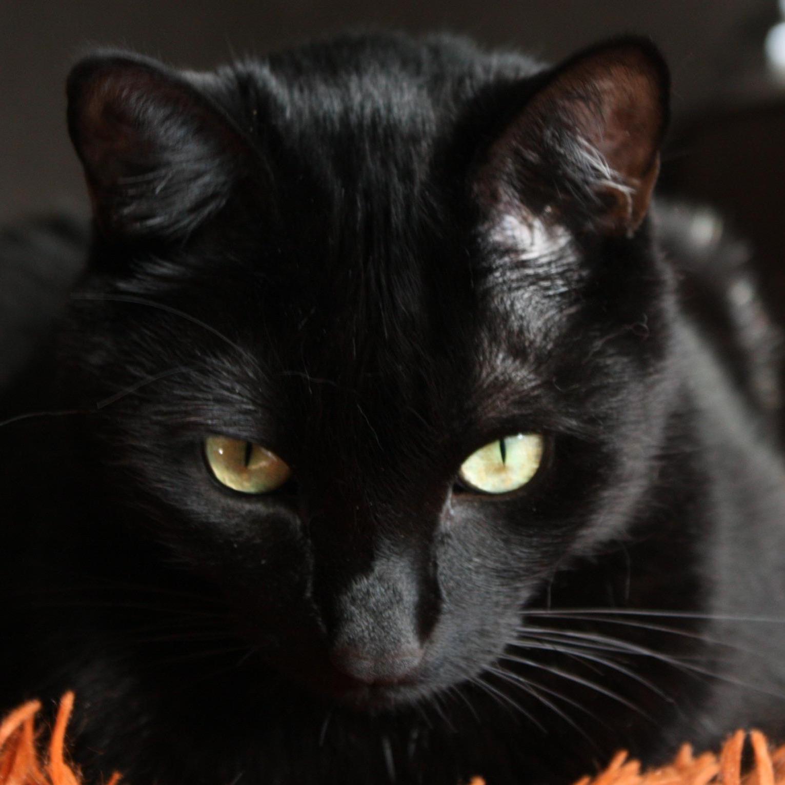 Maui our Handsome Boy!