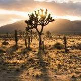 Joshua Tree National Park