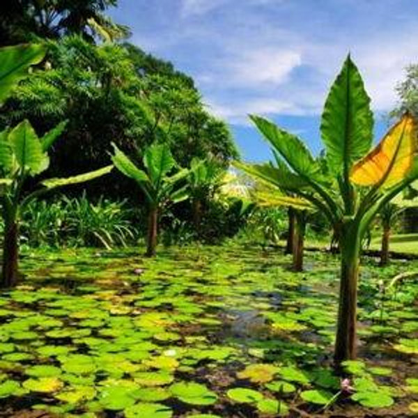 Victoria Cultural Tour & Botanical Gardens