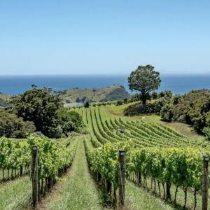 E-Bike Waiheke Island Winery Tour