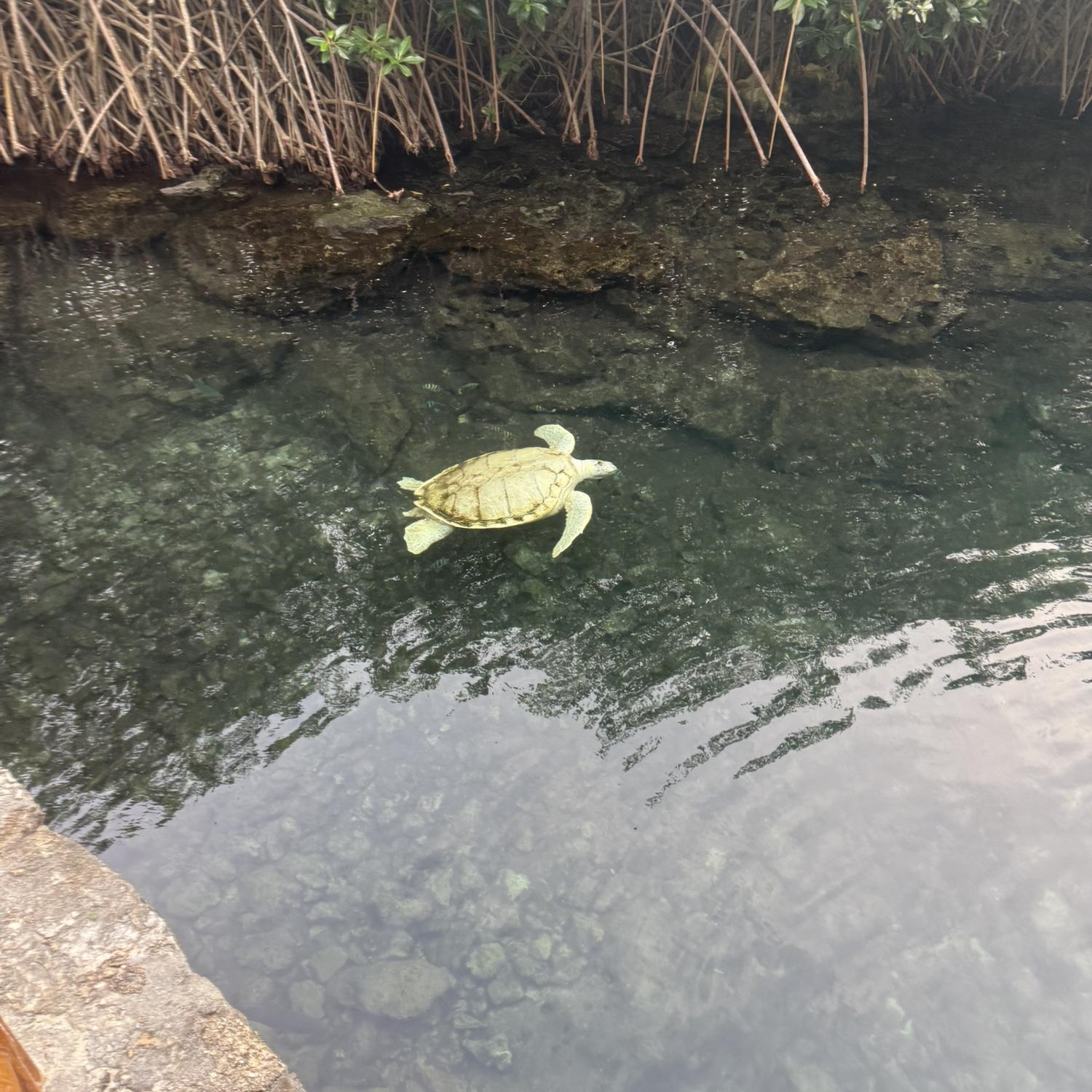 Have you ever seen an albino turtle? Now you have!
