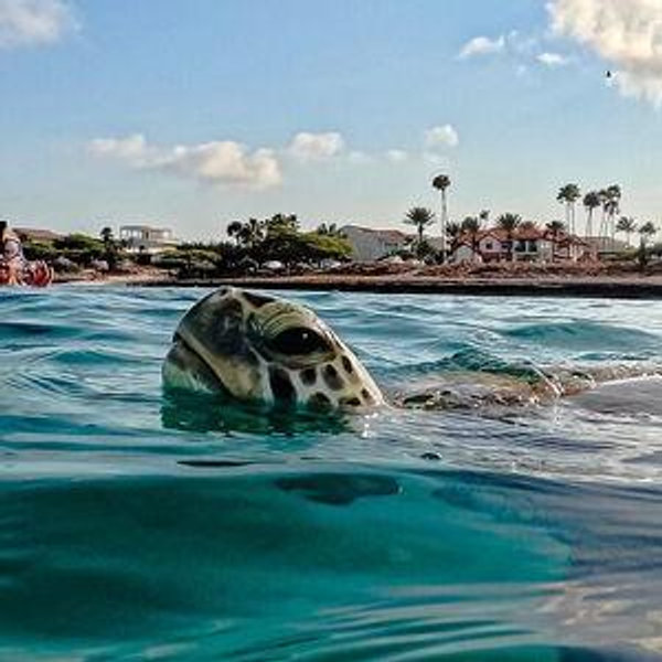 Snorkling Adventure to Boca Catalina