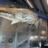 Great Lakes Aquarium
