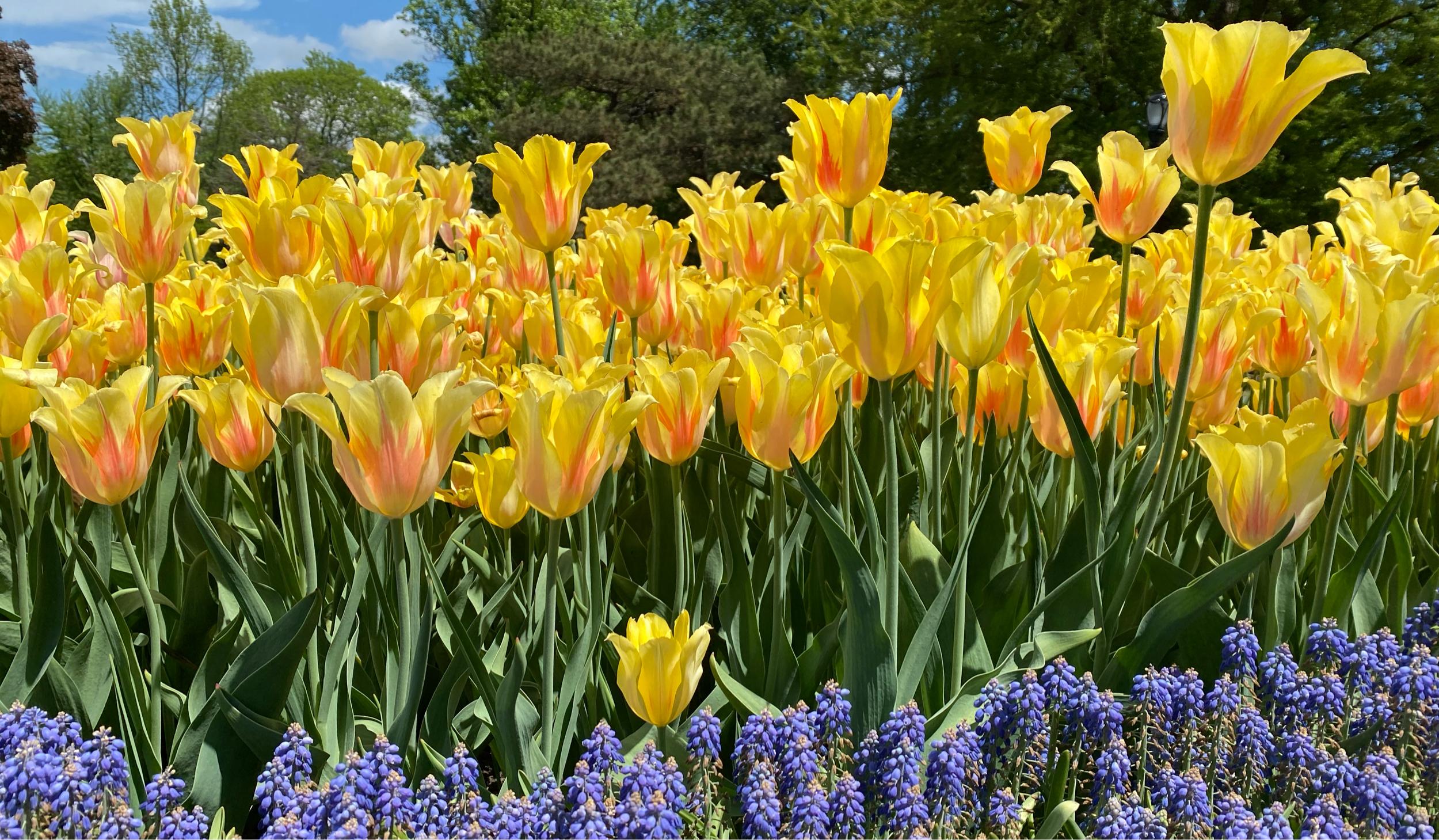 The Wedding Website of Lauren Stork and Jimmy Arrant