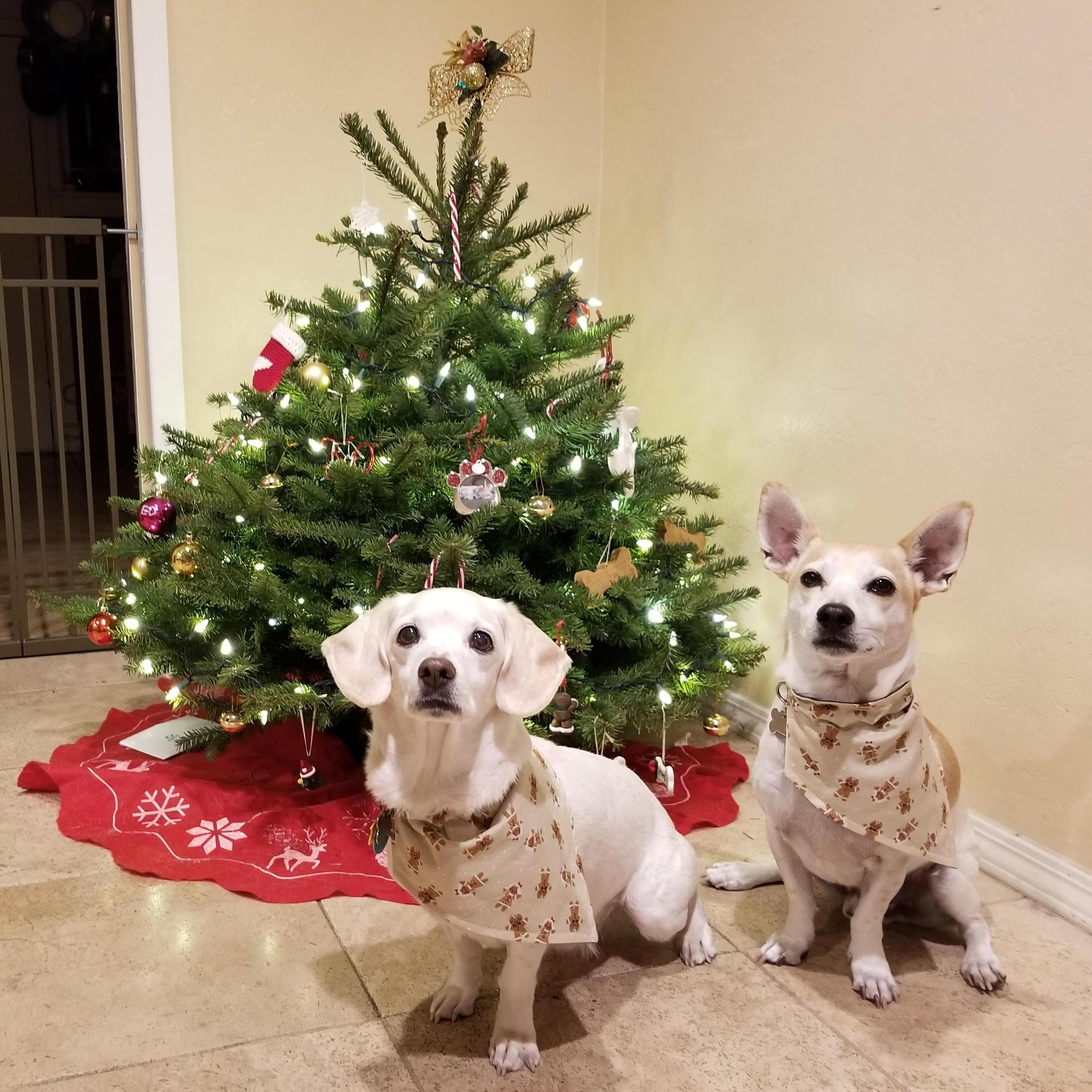 Christmas time is here....