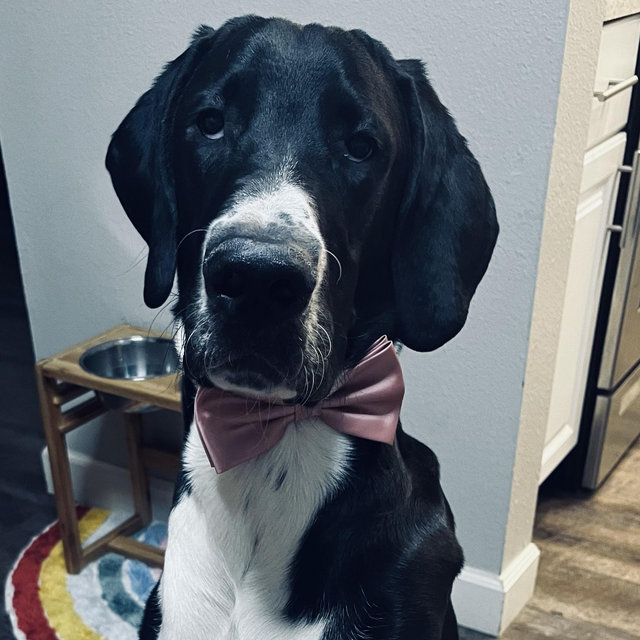 Lou’s Dog Sitting Fund