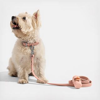 Waterproof Dog Collar