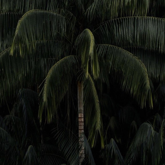 Honeymoon